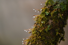 苔と雨露