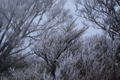 越前岳の霧氷