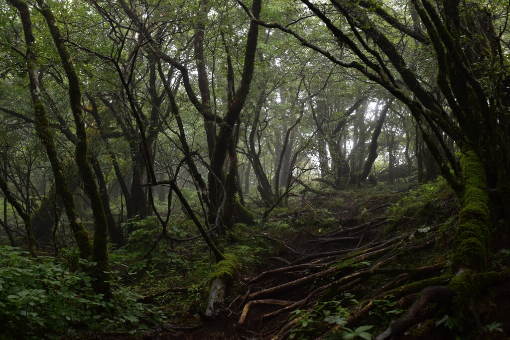 雨上がりの登山道