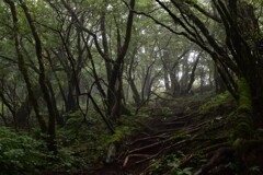 雨上がりの登山道