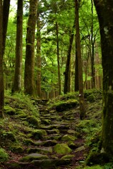 山神社登山道