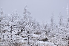 富士山の樹氷