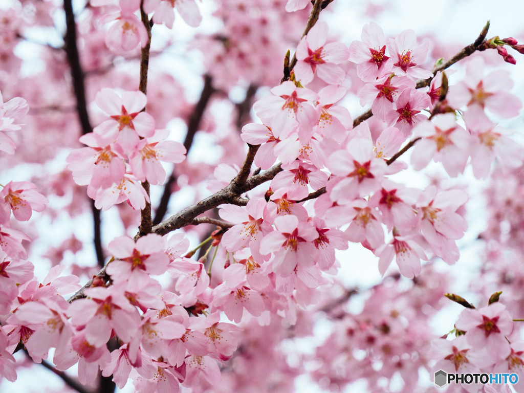 一条戻橋の桜