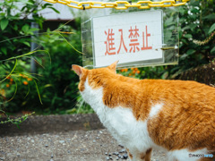 入りたい