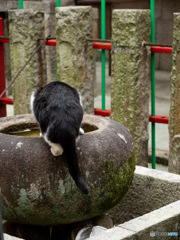 伏見稲荷の猫1