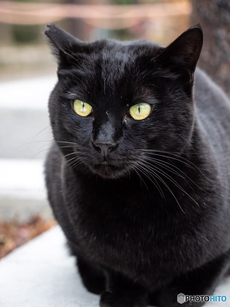 黒猫