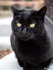 黒猫
