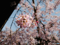 水火天満宮の桜