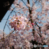 水火天満宮の桜