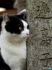 伏見稲荷の猫3