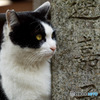 伏見稲荷の猫3