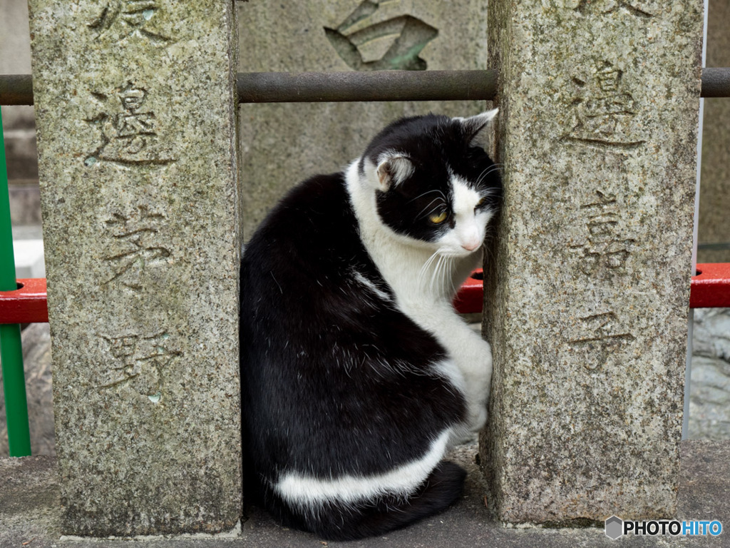 伏見稲荷の猫2