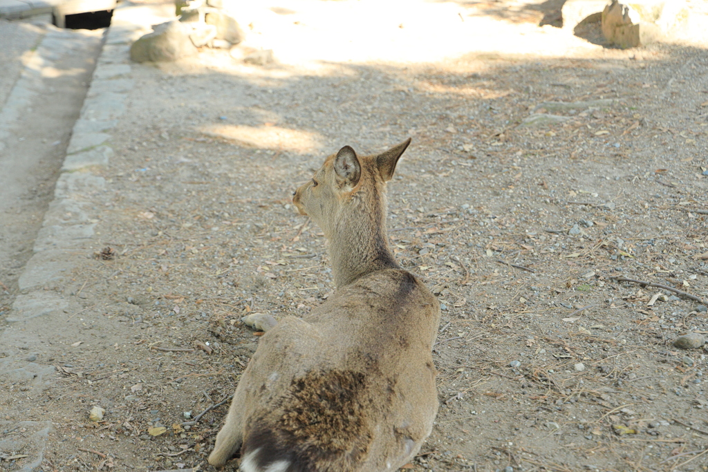 奈良公園の鹿