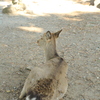 奈良公園の鹿