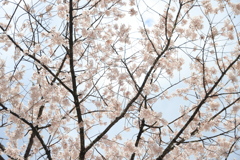 飛騨高山 桜野公園