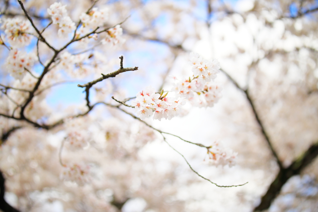 飛騨高山 桜野公園