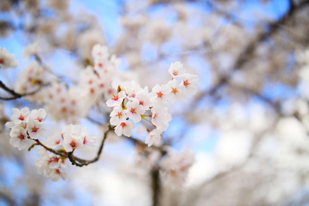 飛騨高山 桜野公園