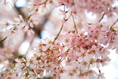 飛騨高山 桜野公園