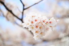 飛騨高山 桜野公園