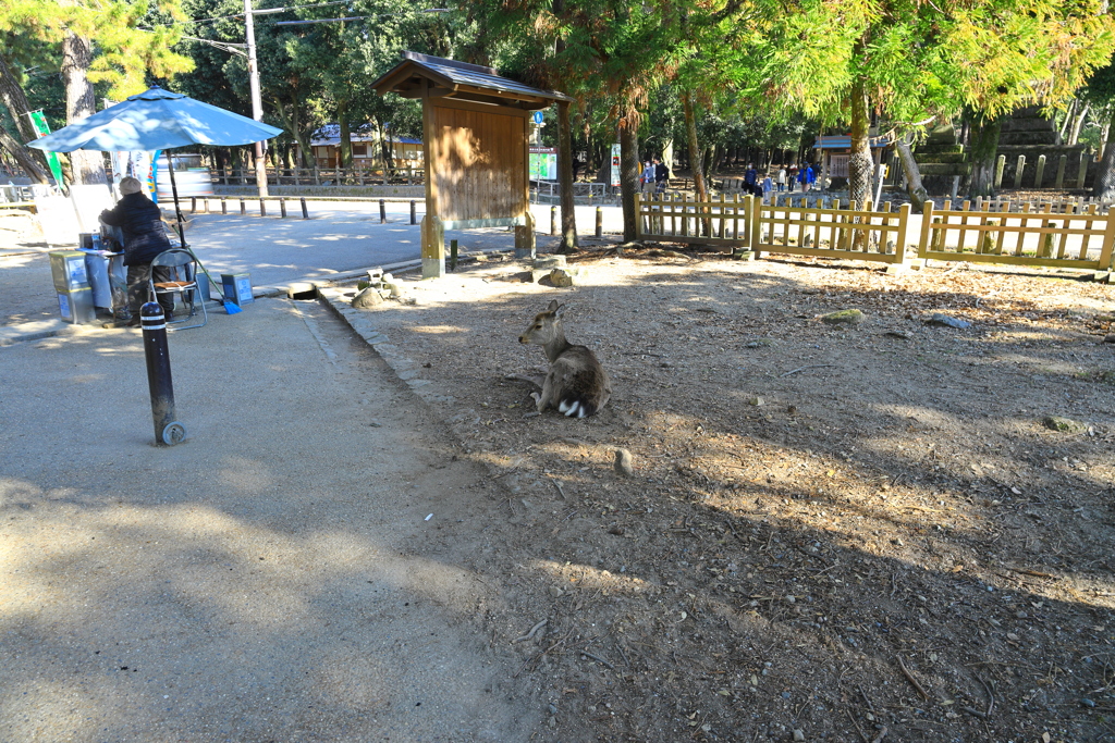 奈良公園