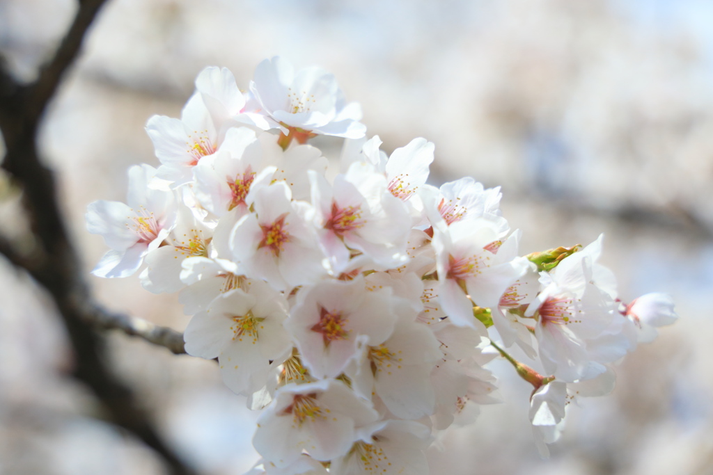 飛騨高山 桜野公園