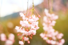 飛騨高山 桜野公園