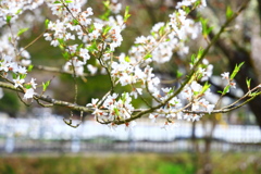 飛騨高山 桜野公園