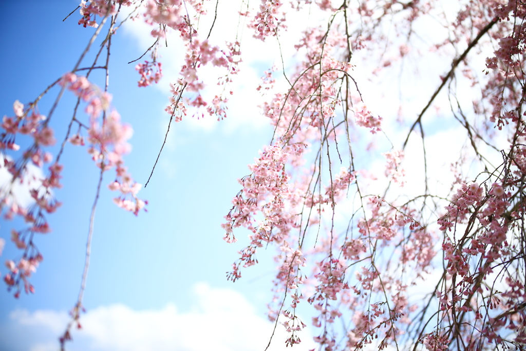 飛騨高山 桜野公園