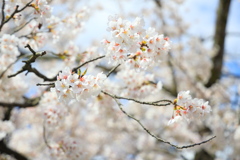 飛騨高山 桜野公園