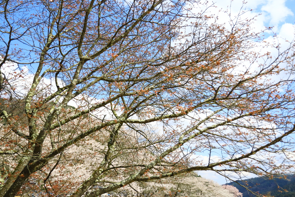 飛騨高山 桜野公園