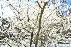 飛騨高山 桜野公園