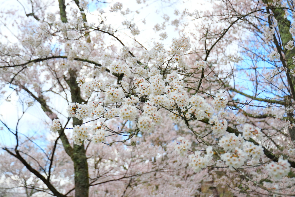 飛騨高山 桜野公園