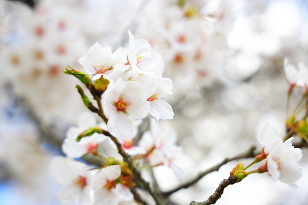 飛騨高山 桜野公園