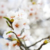 飛騨高山 桜野公園