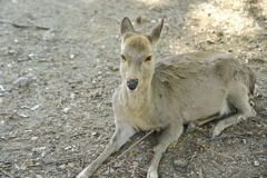 奈良公園の鹿