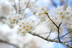 飛騨高山 桜野公園