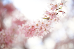 飛騨高山 桜野公園