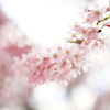 飛騨高山 桜野公園