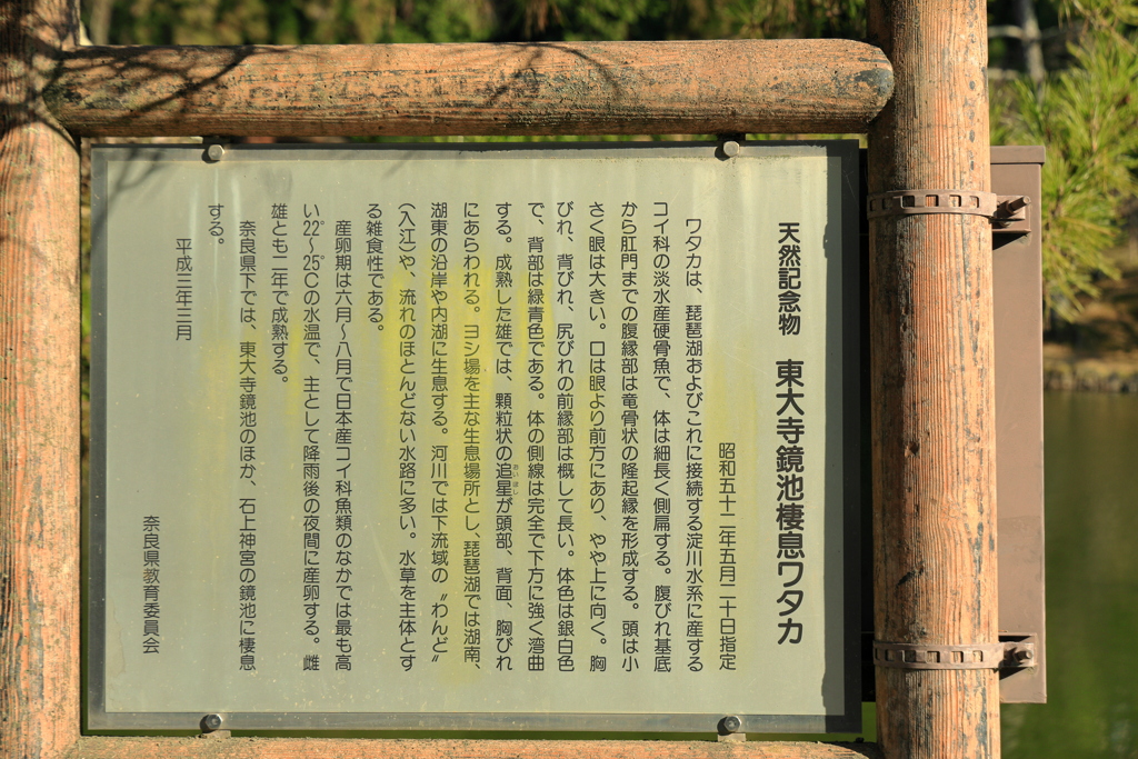 東大寺