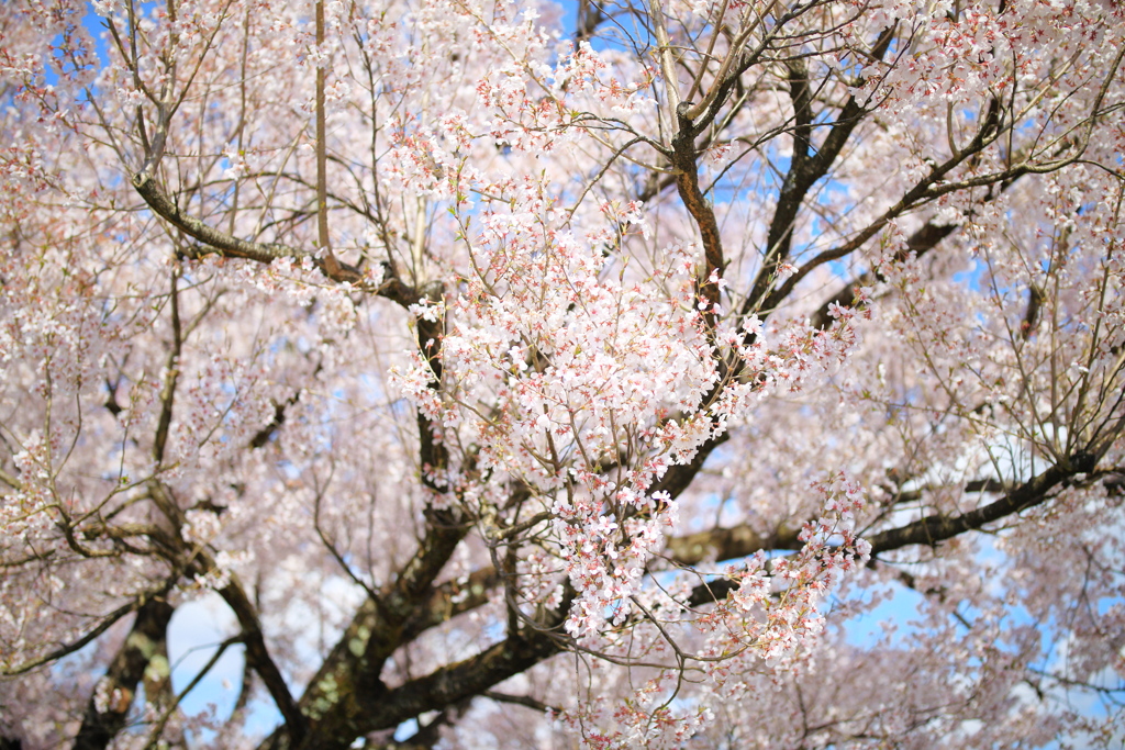 飛騨高山 桜野公園