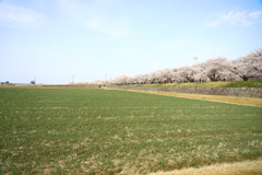 あさひ舟川 春の四重奏