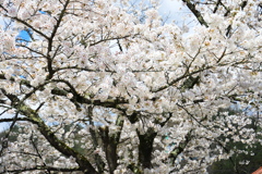 飛騨高山 桜野公園