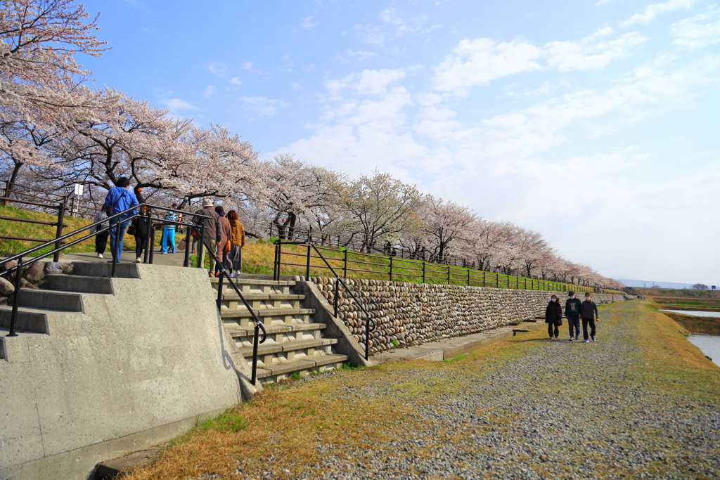 あさひ舟川 春の四重奏