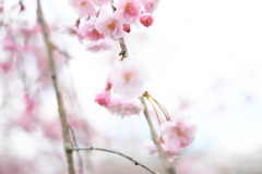 飛騨高山 桜野公園