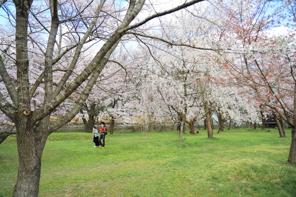 飛騨高山 桜野公園