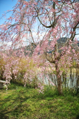 飛騨高山 桜野公園