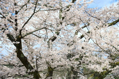 飛騨高山 桜野公園