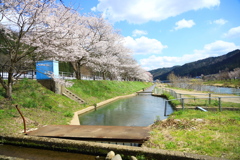 飛騨高山 桜野公園