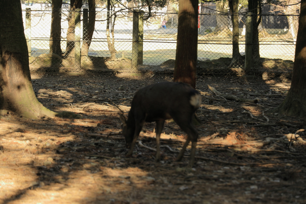 奈良公園の鹿