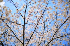 飛騨高山 桜野公園